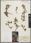 Foto von Salix petrophila Rydb.